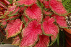 Caladium Bicolor