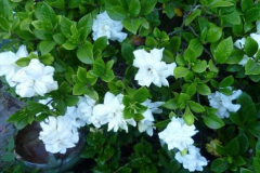 Gardenia Flowers Plant