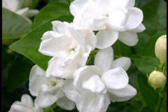 Jasmine Flower