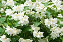 Jasmine Flower