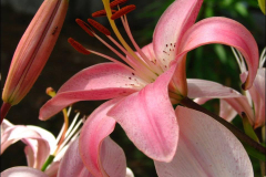 LILIUM FLOWER PLANTS