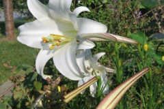 LILIUM FLOWER PLANTS