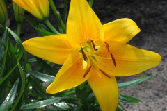 LILIUM FLOWER PLANTS