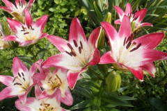 LILIUM FLOWER PLANTS