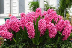 Hyacinths